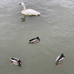 Meet your Posher, Tavleena